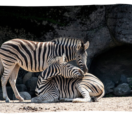 Zoo Córdoba